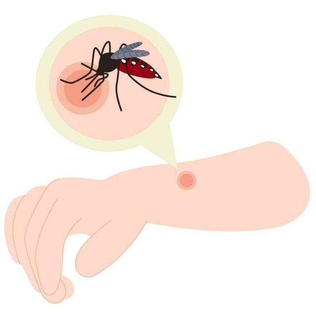 mosquito.jpg, 25 KB